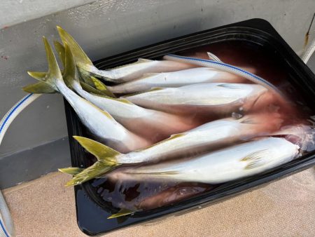 ジギング船でハマチ爆釣、サワラ、アオハタも