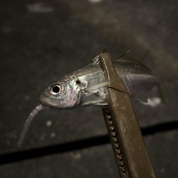 仕事帰りのちょこっとアジング②