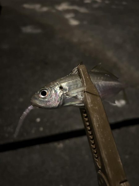 仕事帰りのちょこっとアジング②