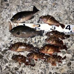 まぐれの寒グレ