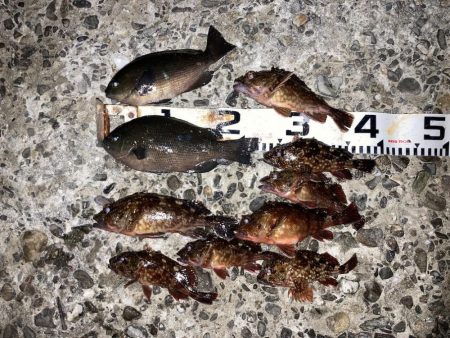 まぐれの寒グレ