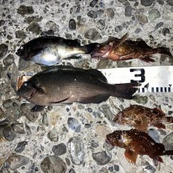 寒グレゲット！