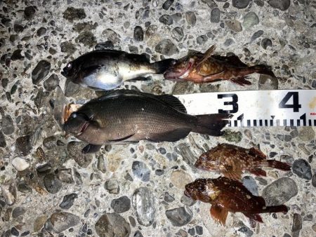 寒グレゲット！