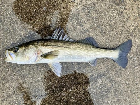 エビ撒きでハネ