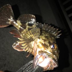 穴釣り最後に！