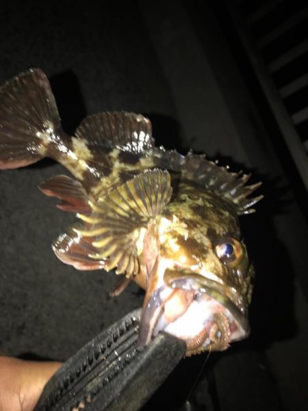 穴釣り最後に！