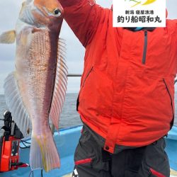 新潟寝屋港の釣り船昭和丸　真鯛、甘鯛タイラバLJ便2月25日釣果情報