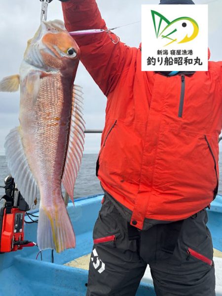 新潟寝屋港の釣り船昭和丸　真鯛、甘鯛タイラバLJ便2月25日釣果情報