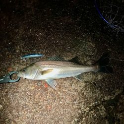 教えたくないけど、爆釣の千葉港