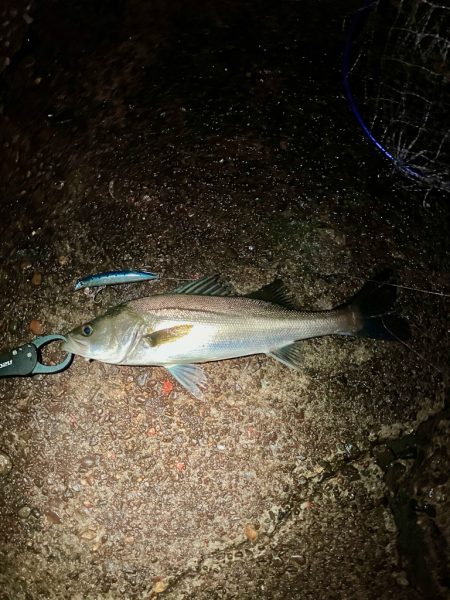 教えたくないけど、爆釣の千葉港