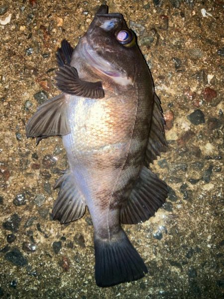 2024ライトゲーム第3戦