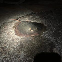 中華製ミノー絶好調！