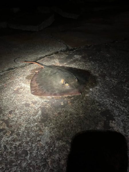 中華製ミノー絶好調！