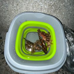 カサゴとアジとメバル‼️