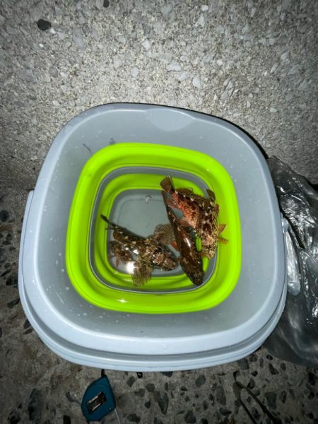 カサゴとアジとメバル‼&#x…