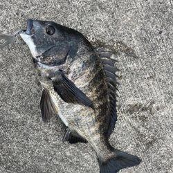 メバリングでおチヌさん