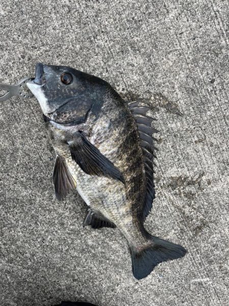 メバリングでおチヌさん