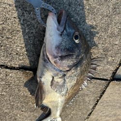 今の時期のおチヌさんは元気がいい！