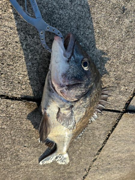 今の時期のおチヌさんは元気がいい！