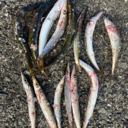 2024ライトゲーム第5戦