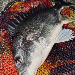 ヘチってきました