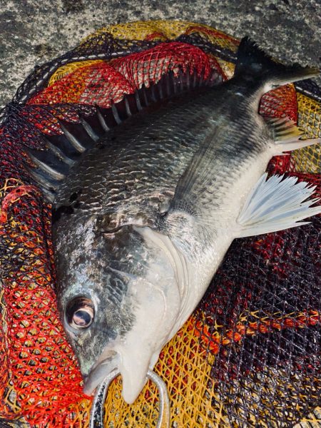 ヘチってきました