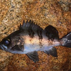 大阪湾ラン&ガン