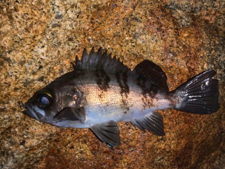 大阪湾ラン&ガン