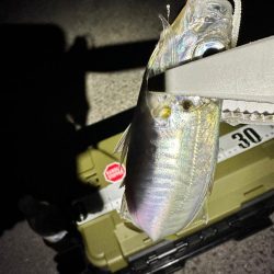 大阪南部ライトゲーム