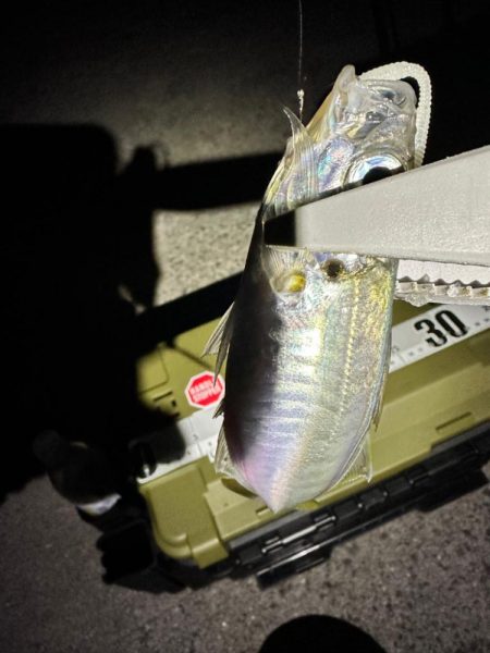 大阪南部ライトゲーム