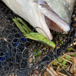 雨上がりチニング