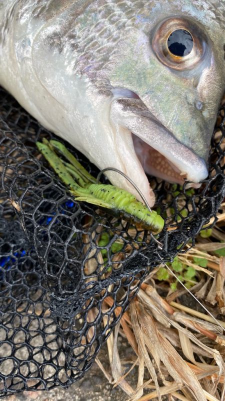 雨上がりチニング