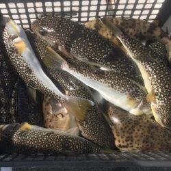 室津のカットウ釣り