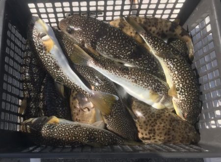 室津のカットウ釣り