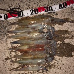 ヤリイカシーズン本格化