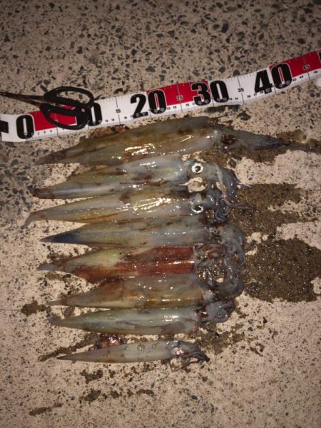 ヤリイカシーズン本格化