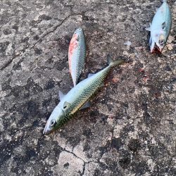 ギガアジと良型鯖