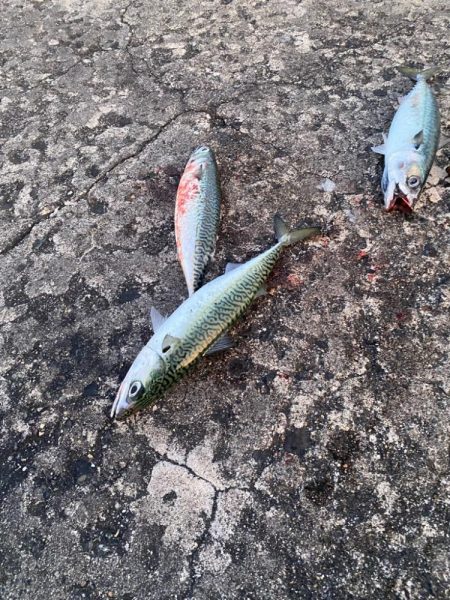 ギガアジと良型鯖