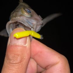 しごおわメバリング