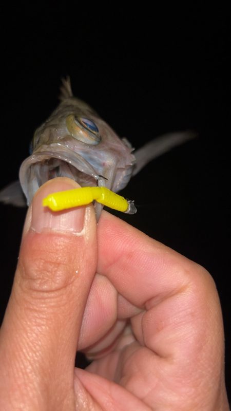 しごおわメバリング