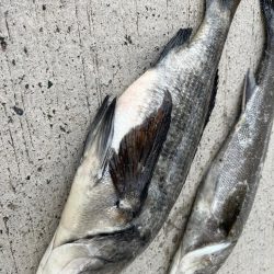 エビ撒きで魚の活性高いです