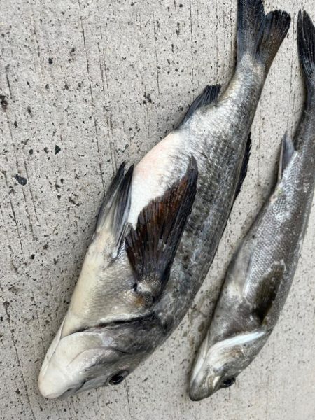 エビ撒きで魚の活性高いです