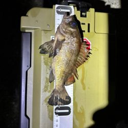 強風の中のメバリング