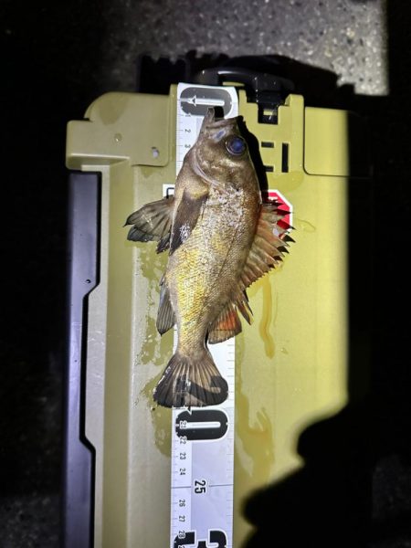 強風の中のメバリング