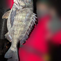 ボートチヌジギング