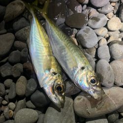 フィッシング大阪帰りのフロートアジング笑