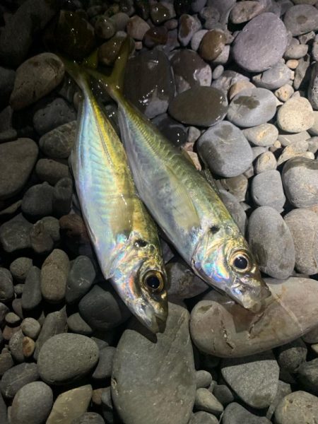 フィッシング大阪帰りのフロートアジング笑