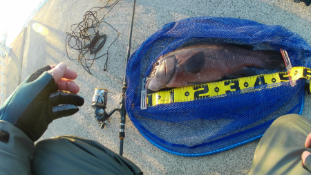 初かぶせでデカコブゲット！