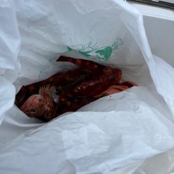 本命はシロアマダイでしたが