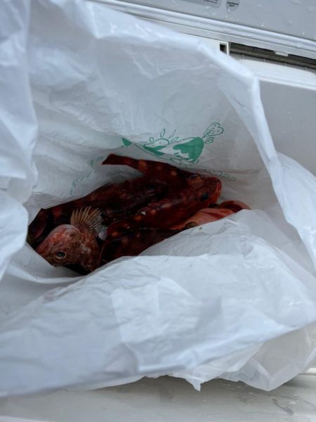 本命はシロアマダイでしたが